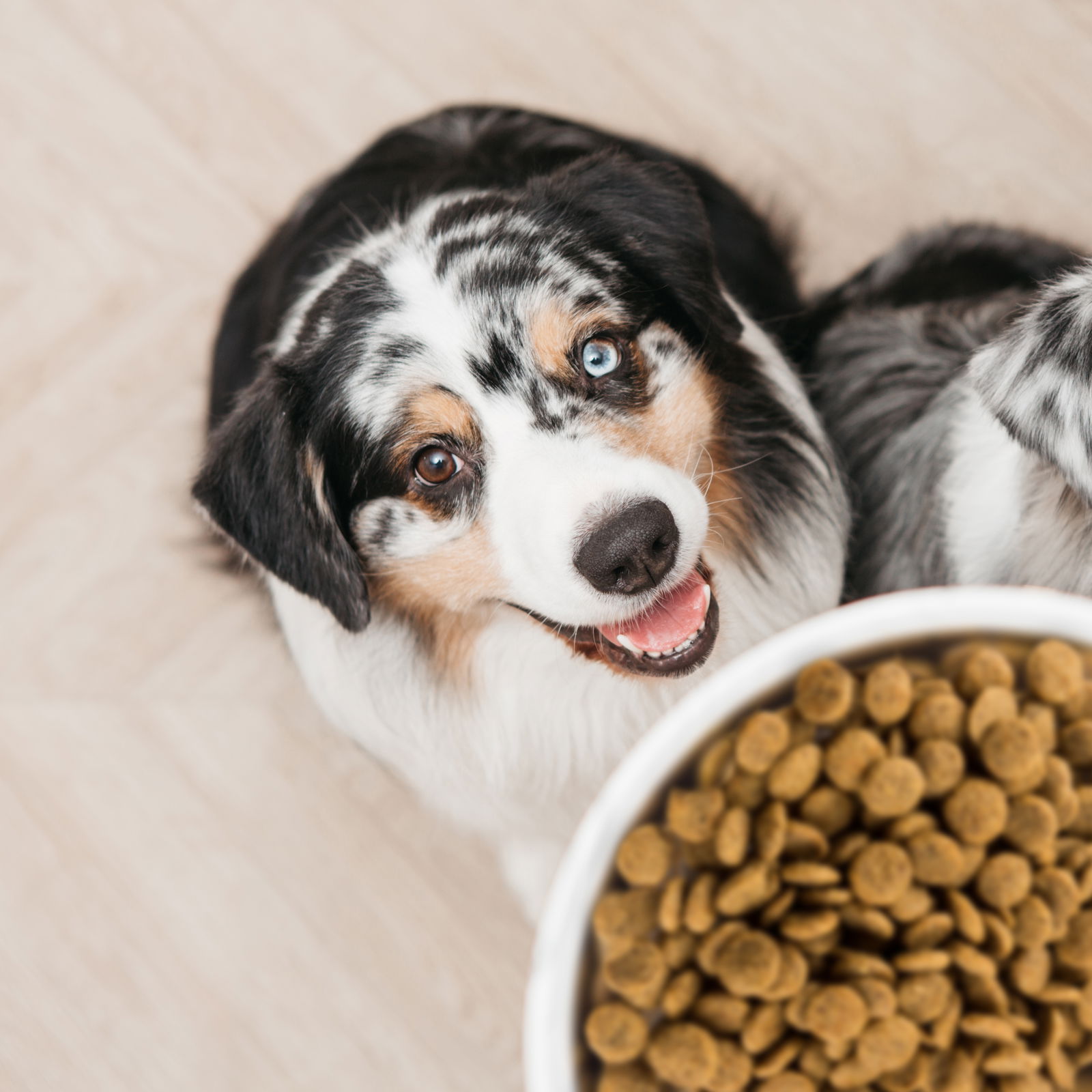 Two dogs beg for food