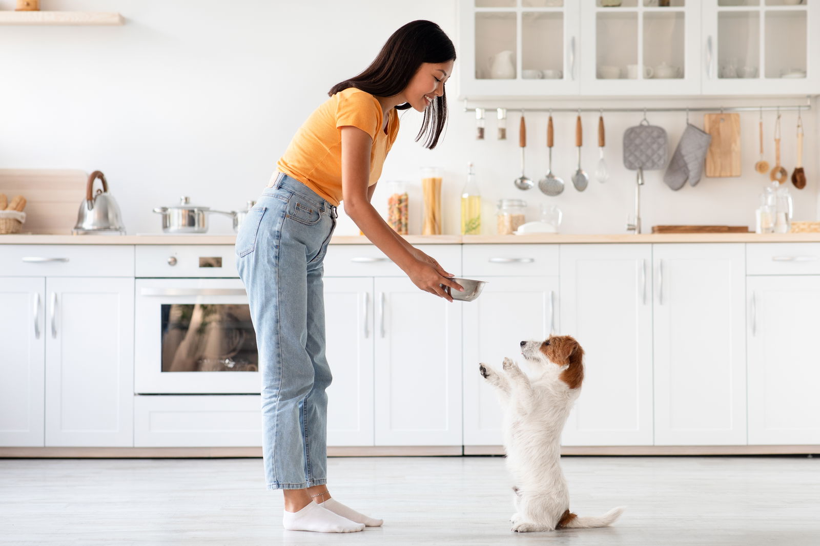 Cute dog waiting for food